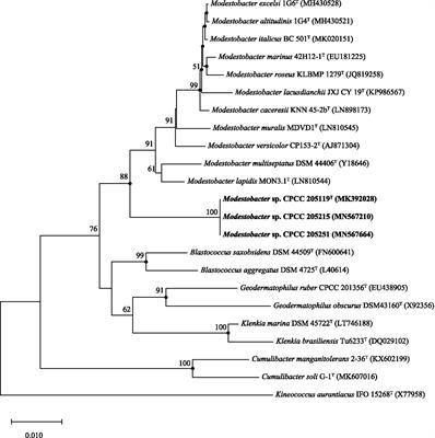 Properties of Modestobacter deserti sp. nov., a Kind of Novel Phosphate-Solubilizing Actinobacteria Inhabited in the Desert Biological Soil Crusts